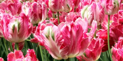 Skúsená rada: ako zasadiť tulipány na jeseň v zemi